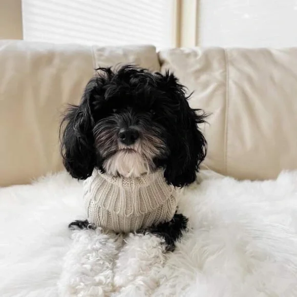 Boots & Barkley Dog or Cat Sweater Pet Apparel Beige Up to 20 lbs Size S Small - Picture 8 of 12